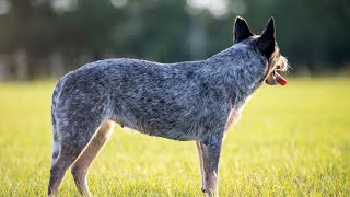 How to Prevent Aggression in Australian Cattle Dogs