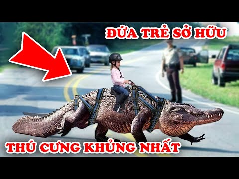 Video: Những ngày nguy hiểm nhất đối với thú cưng