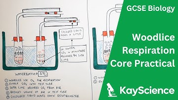 Respiration in Woodlice Core Practical - GCSE Biology | kayscience.com