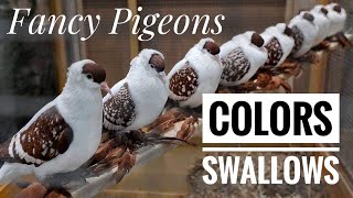 Fancy Pigeon  Colors And Swallows