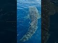 Huge Whale Shark !! #shorts #fishing