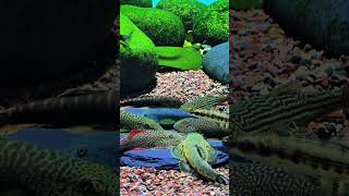 Fish feeding plate for stream aquarium