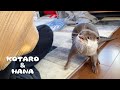 暴走する父ちゃんにキレ気味で遊ぶカワウソ　Mischievous Dad Makes Otters Go Crazy