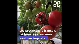 Guerre en Ukraine: Face à l'explosion du prix du gaz, quel prix pour les tomates françaises ?