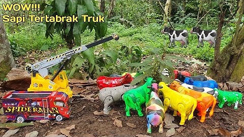 MENEMUKAN SAPI LUCU, SAPI WARNA WARNI, SAPI MOO, SAPI KARTUN, SAPI JOGET, SAPI KURBAN, SAPI GRANDONG