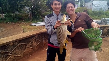 Câu Cá Đập Thị Trấn Eahleo Đắk Lắk Nhiều Cá To | 20 phút 10 Kí Cá Chép