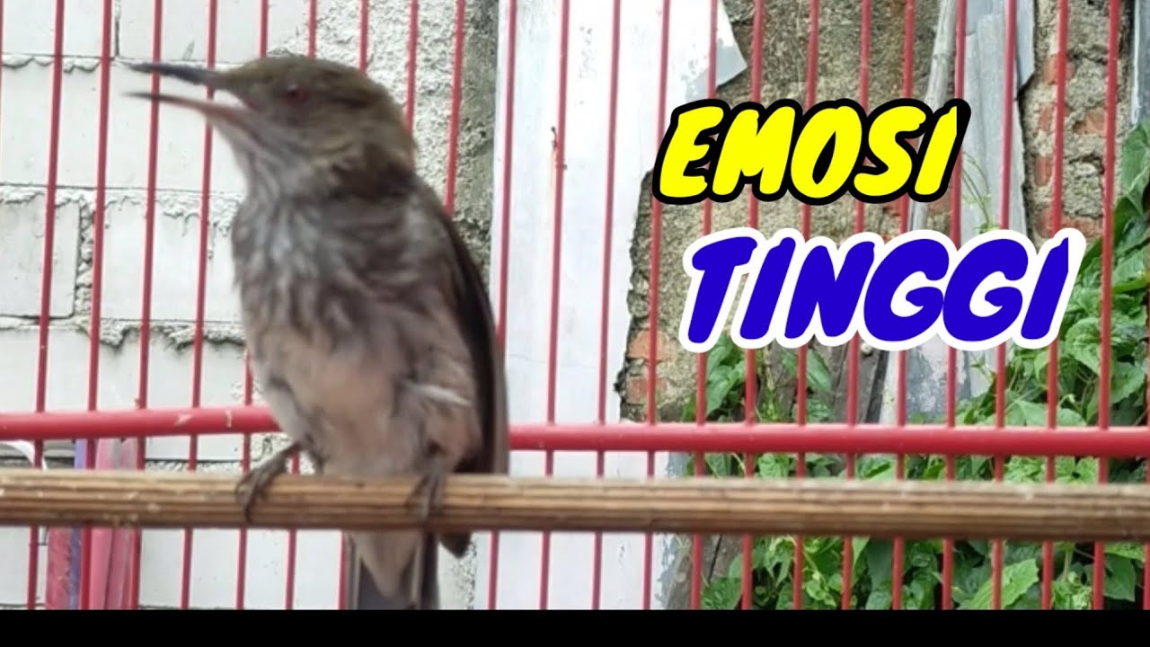 siri siri gacor full isian mewah pas buat pancingan dan masteran