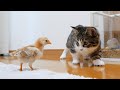 Kitten Coco is scared of grown-up chicks