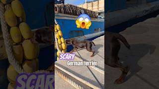 Brave German Terrier