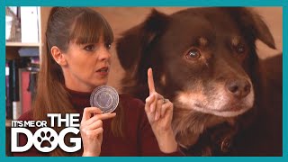 Teaching the Trade Game to a Resource Guarding Dog | It's Me or the Dog