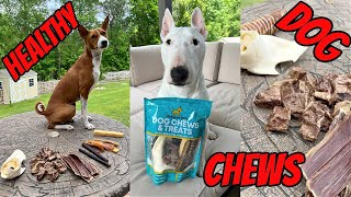 Basenji and Bull Terrier taste testing Hot Spot Pets Heathy Dog Treats by Feenix the Funny Singing Dog 86 views 3 months ago 3 minutes, 39 seconds
