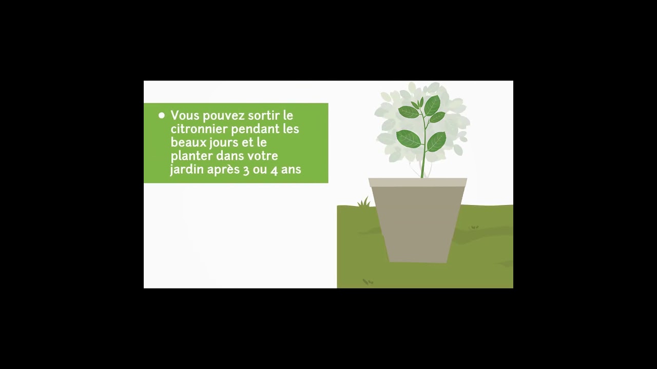 1 ou 2 plants de citronniers en pot