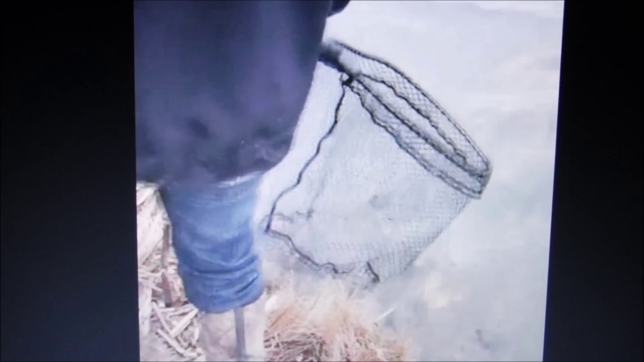 poaching fish, fishing by norcal trout killaz. poachers YouTube