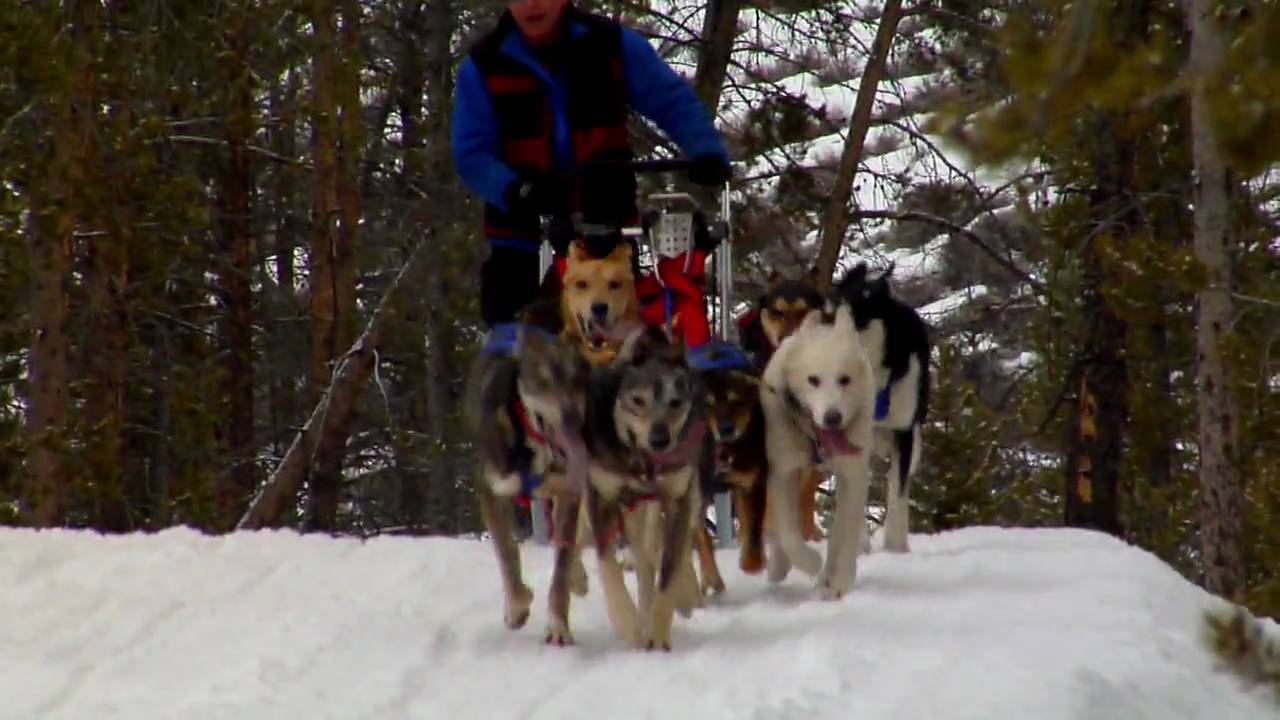 Stanley Idaho A Sled Dog Rendezvous YouTube