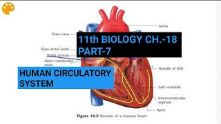 Class 11 Biology|Ch.-18 |Part-7||Human Circulatory system||Study with Farru