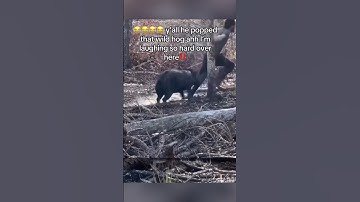 Boar Gets Offended After a Butt Slap… Chaos Ensues! 🐗😂