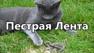 Пестрая лента. Шальная кошка принесла змею домой! Пестрая лента. Шальная кошка принесла змею домой!
