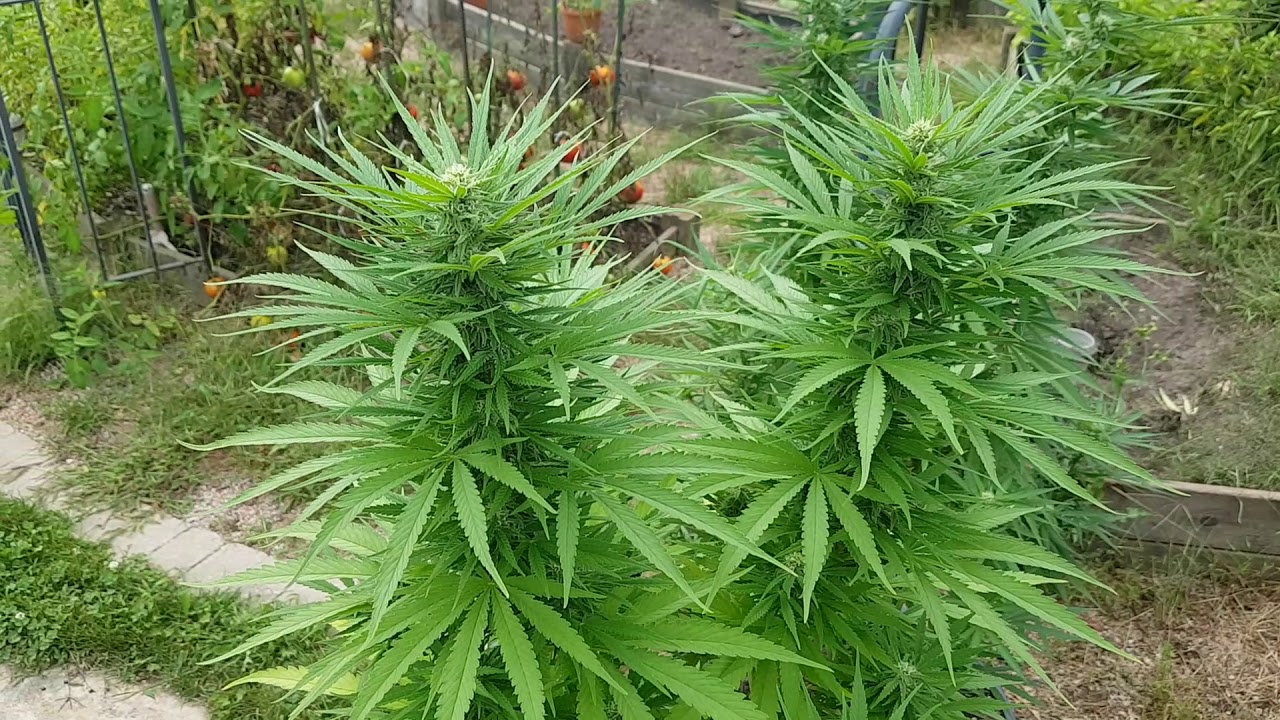 Gorilla Glue / Lemon zkittles outdoor grow 2018