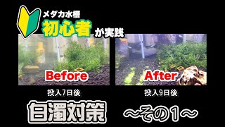 白濁り対策〜その1〜メダカ水槽  立ち上げ 1週間 メダカ飼育初心者が白濁り対策をやってみた