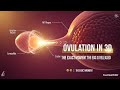 Ovulation in 3D: The Exact Moment the Egg Is Released (Doctor Explains)