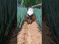 Mini plantation plow machine #shorts
