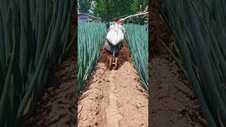 Mini plantation plow machine #shorts