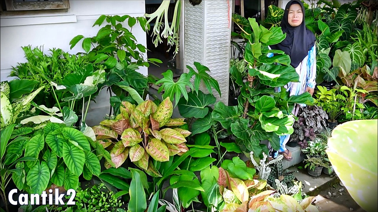 Spill Tanhis Baru Seger2 Cantik2 Istimewa Josh