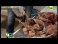 بالفيديو تشريح الدجاج وفحصه لتشخيص أمراض الدواجن داخل المعمل مشروع  تربية الدواجن