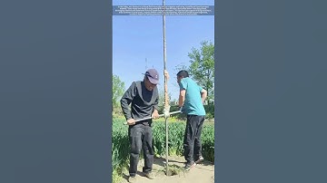 Hand-Drilling a Water Well : Traditional Irrigation in Rural Wheat Fields