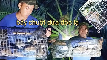 Bẫy chuột dừa độc lạ.Bẫy chuột dừa.Dín thấy mê.Unique coconut mouse trap.mouse trap