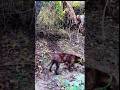 Опасная встреча с разъярённым кабаном#Охота #ОхотаНаКабана #Кабан #ДикийКабан
