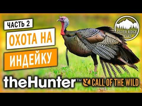 Вопрос: Как охотиться на индейку?