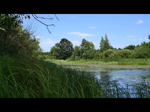 [12 Hours] Soothing sounds of nature. The croaking of a frog and the wind on a forest lake