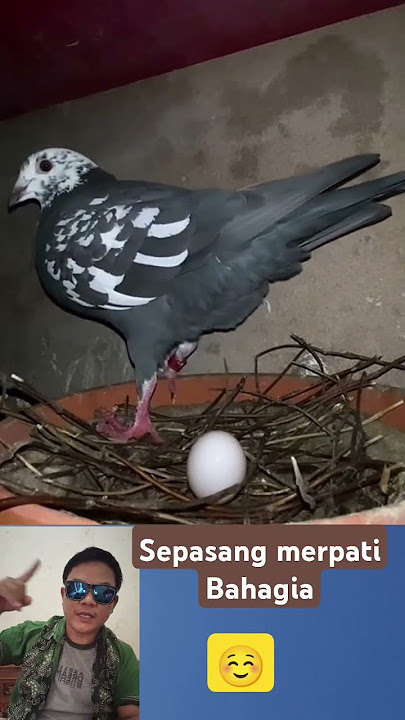 Sepasang merpati bahagia #hiburanhewan #hewan # burung merpati