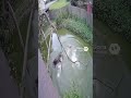 🐒 CCTV Captures Monkey’s Terrifying Fall into Crocodile Pond | Real Footage