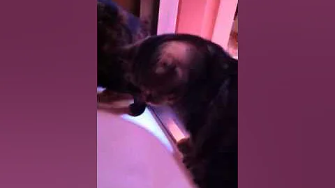 Video 777481: british shorthair tabby cat, chocolate british shorthair cat, bath