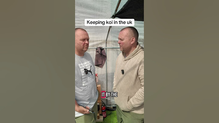 Keeping koi in the UK #koi #koifish #koipond