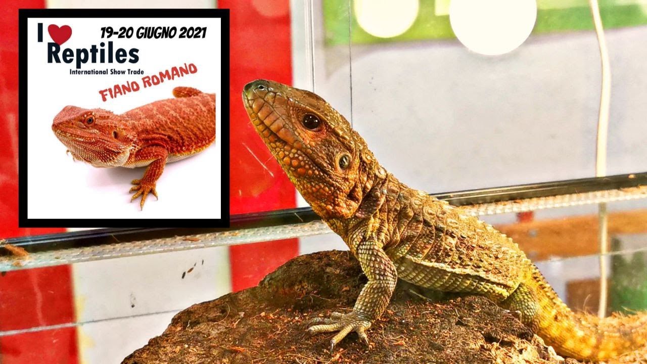 FIERA DI RETTILI E ANIMALI ESOTICI _I love reptiles Fiano Romano_ YouTube