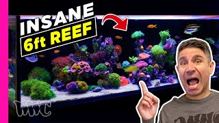 Easy Beginner Mixed Reef Aquarium Insane Growth 