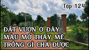 chú liêm bán đất vườn cực kì màu mỡ ở bà rịa vũng tàu để cho con làm vốn
