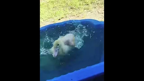 Baby Daffy Swimming