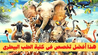 أفضل تخصص فى كلية الطب البيطرى General ولا البرامج المميزة ( الساعات المعتمدة ) مجالات الطب البيطرى