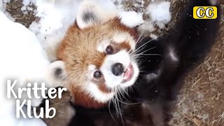 Red Panda Loves To Do This I Kritter Klub