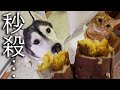 生まれて初めて焼き芋を食べた子猫と犬の様子がこちらです