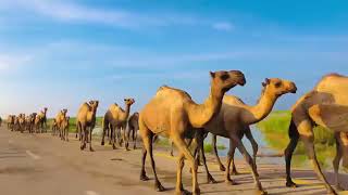 camels @LuckyCamel11 @CamelloMello @camelsofpakistan #camels