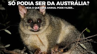 Bizarra CRIATURA de Olhos Esbugalhados da Austrália! (common brushtail possum) Trichosurus vulpecula