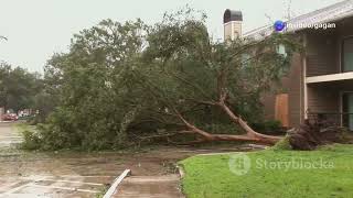 The Bamboo and the Oak Tree: A Lesson in Patience and Resilience