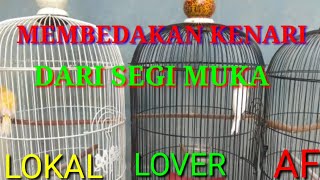 Cara Membedakan kenari lokal,loper sama Af dari segi muka