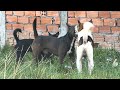 These passion still have in heart of two male dogs || #205 Nature Show