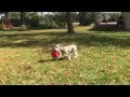 Charlie at Frisbee - In Slow Motion